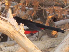 Laniarius atrococcineus