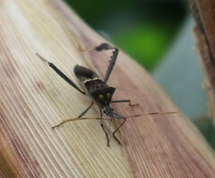 Leptoglossus zonatus