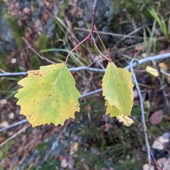 Harmandiola