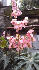 Begonia heracleifolia
