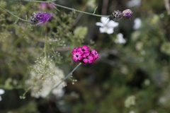 Dianthus carthusianorum