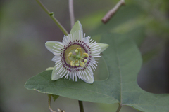 Passiflora exsudans