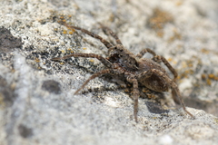 Alopecosa albofasciata
