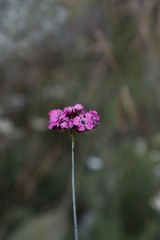 Dianthus carthusianorum