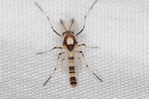 Coelotanypus atus Roback, 1971