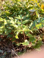 Berberis aquifolium