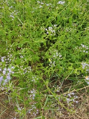 Chromolaena odorata