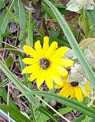 Agapostemon splendens