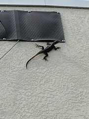 Agama picticauda