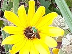 Agapostemon splendens