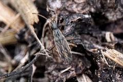 Paraparomius leptopoides