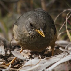 Turdus olivaceus olivaceus