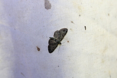 Pasiphila rectangulata