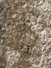 Macrosiphum euphorbiae