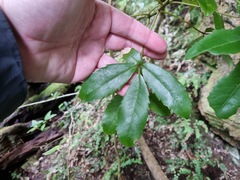 Pseudopanax macintyrei