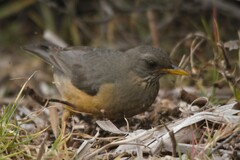 Turdus olivaceus olivaceus