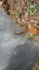 Hemiscolopendra marginata