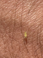 Macrosiphum euphorbiae