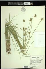 Carex molesta