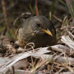 Turdus olivaceus olivaceus