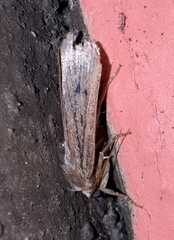 Amphipyra tragopoginis