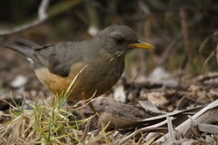 Turdus olivaceus olivaceus