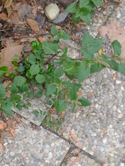 Amaranthus