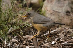 Turdus olivaceus olivaceus
