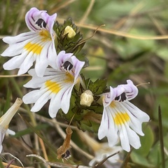 Euphrasia officinalis
