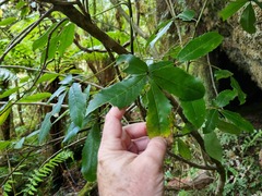 Pseudopanax macintyrei