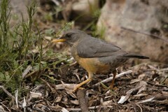 Turdus olivaceus olivaceus