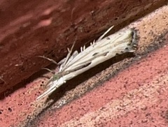 Plutella porrectella