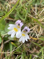 Euphrasia officinalis