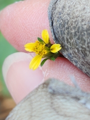 Bidens bipinnata