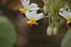 Sparrmannia africana