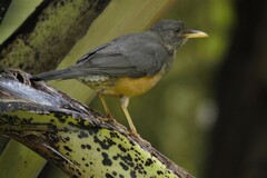 Turdus olivaceus olivaceus