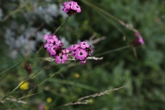 Dianthus carthusianorum