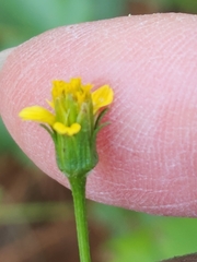 Bidens bipinnata