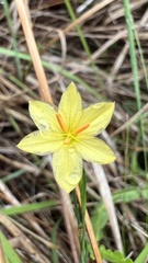 Sisyrinchium vaginatum