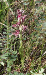 Anacamptis coriophora