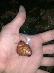 Calliostoma annulatum