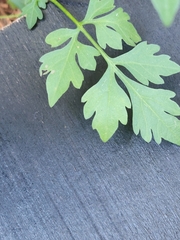 Bidens bipinnata