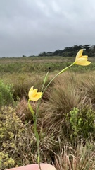 Sisyrinchium vaginatum