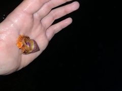 Calliostoma annulatum