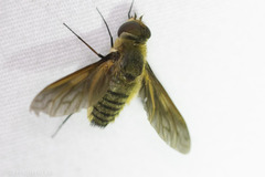 Poecilanthrax lucifer