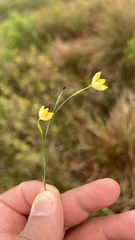Sisyrinchium vaginatum