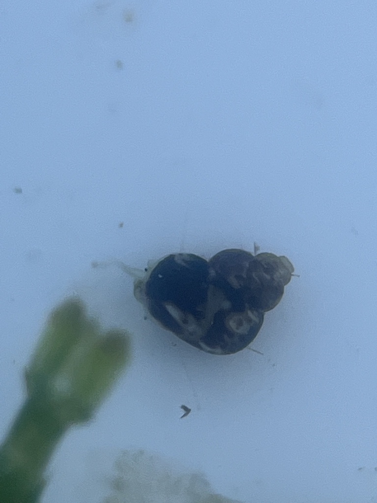 Eulithidium pterocladicum
