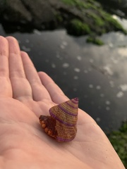 Calliostoma annulatum