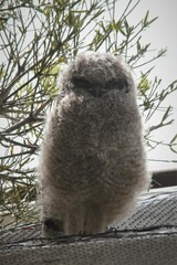 Bubo africanus africanus