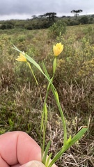 Sisyrinchium vaginatum